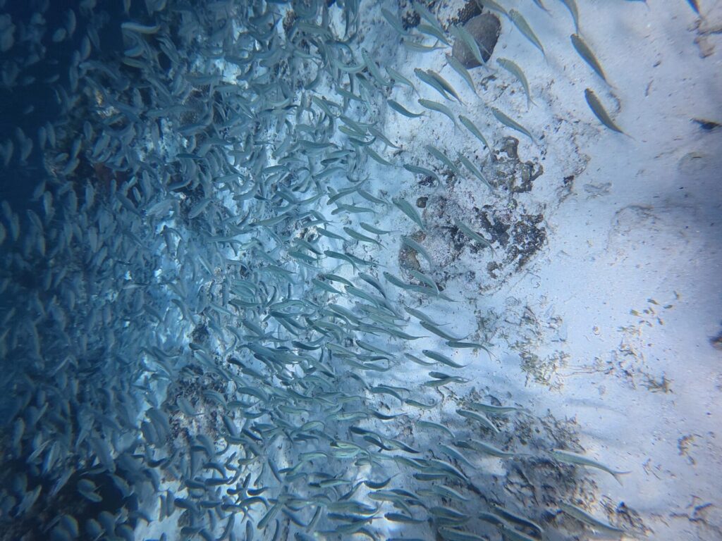 Um cardume cerrado de sardinhas prateadas roça um fundo de areia muito clara salpicado de rochas escuras, com a massa de peixes mais densa à esquerda, no azul.
