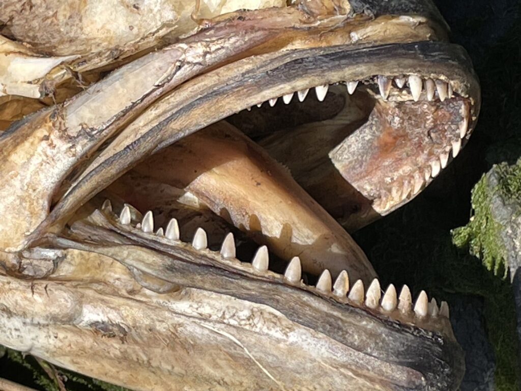 Close da boca aberta de uma anchova morta e seca: em cada mandíbula, uma única fileira de dentes triangulares, pontudos e regulares.
