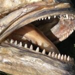 Close da boca aberta de uma anchova morta e seca: em cada mandíbula, uma única fileira de dentes triangulares, pontudos e regulares.
