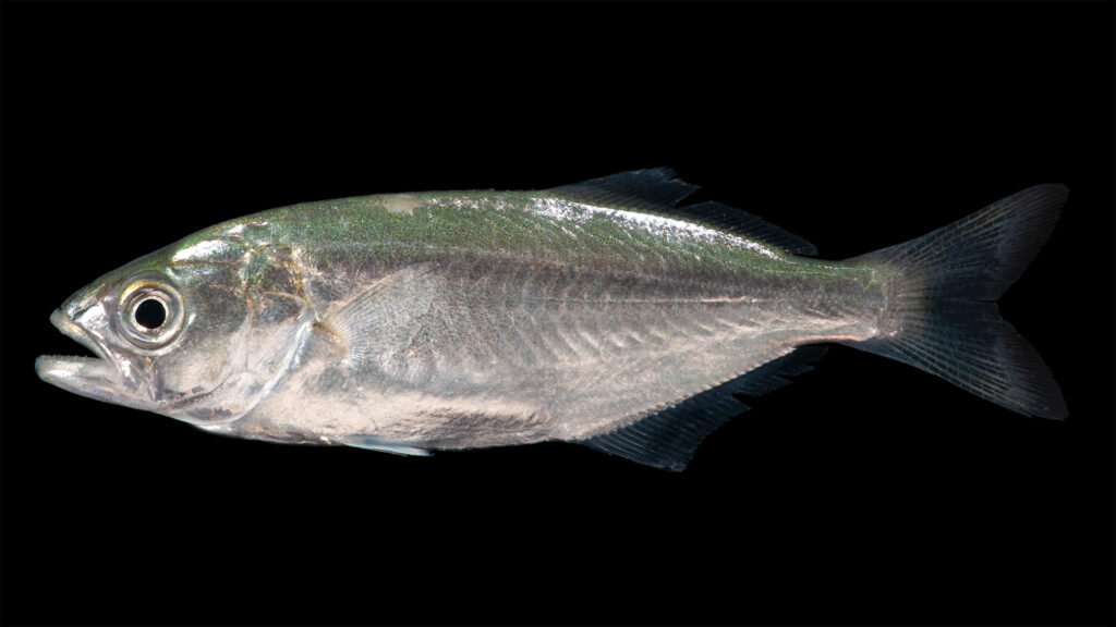 Uma anchova de perfil sobre fundo preto, com a cabeça à esquerda: dorso verde-azulado iridescente que clareia em prata nos flancos, olho grande, mandíbula inferior saliente, primeira nadadeira dorsal curta e espinhosa seguida de uma segunda mais longa, cauda bifurcada escura.