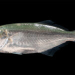 Uma anchova de perfil sobre fundo preto, com a cabeça à esquerda: dorso verde-azulado iridescente que clareia em prata nos flancos, olho grande, mandíbula inferior saliente, primeira nadadeira dorsal curta e espinhosa seguida de uma segunda mais longa, cauda bifurcada escura.