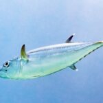Um atum-dente-de-cão prateado de perfil, com a cabeça à esquerda, sobre fundo azul-claro: a linha lateral ondula no flanco, a segunda dorsal e a anal têm a ponta branca e as pínulas correm até a cauda
