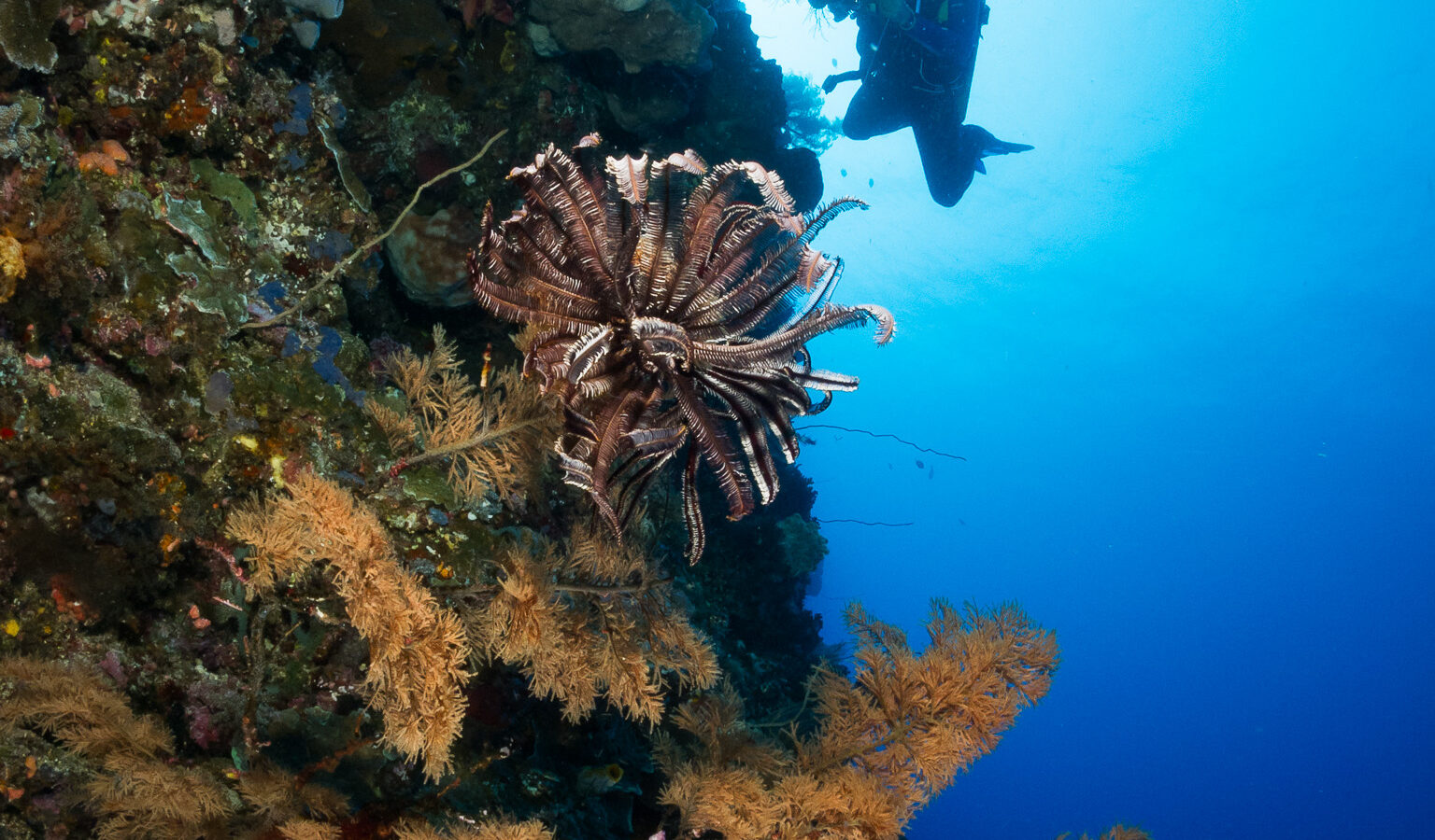 Uma parede vertical coberta de esponjas e corais-negros de galhos dourados, com um crinoide marrom no centro e um mergulhador fotógrafo em silhueta contra a água azul iluminada pelo sol.