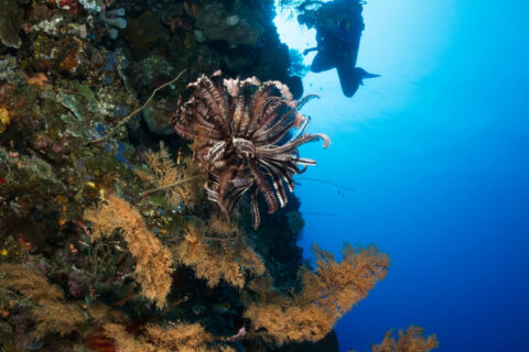 Uma parede vertical coberta de esponjas e corais-negros de galhos dourados, com um crinoide marrom no centro e um mergulhador fotógrafo em silhueta contra a água azul iluminada pelo sol.