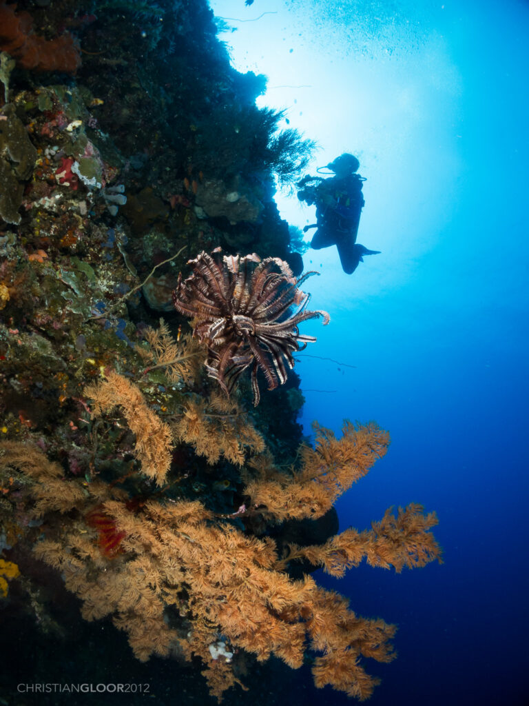 Uma parede vertical coberta de esponjas e corais-negros de galhos dourados, com um crinoide marrom no centro e um mergulhador fotógrafo em silhueta contra a água azul iluminada pelo sol.