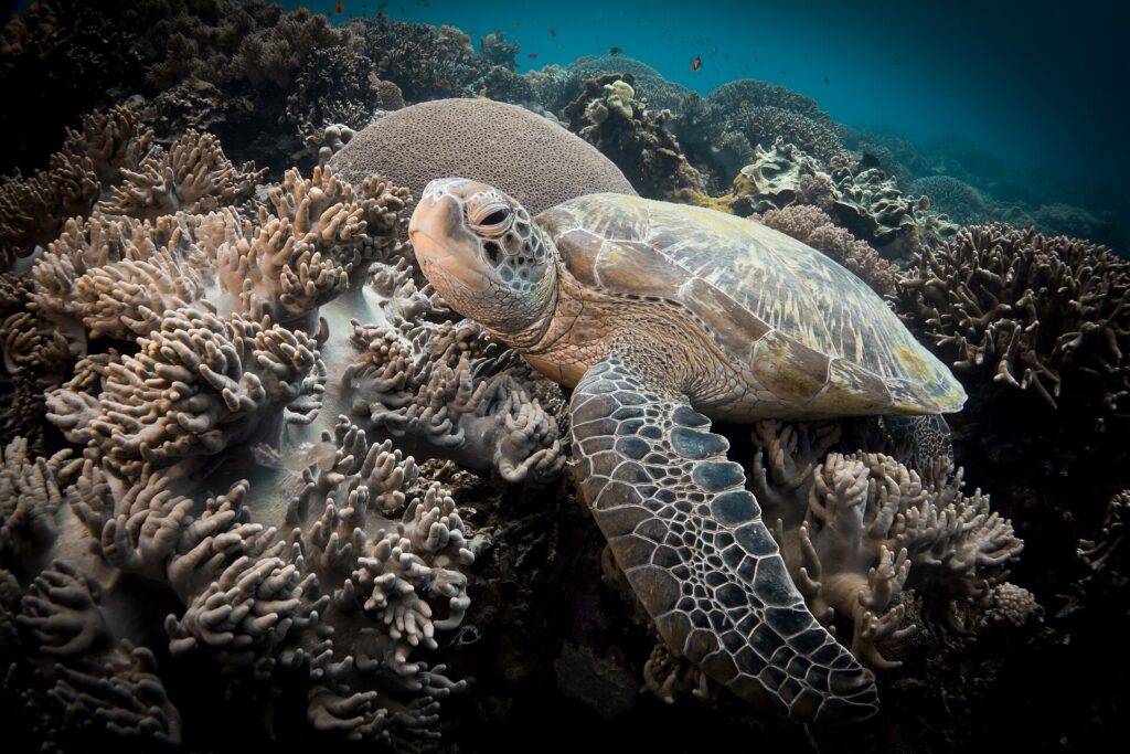 Close de uma tartaruga marinha descansando entre corais moles de lobos bege, com uma grande bola de coral atrás e a nadadeira dianteira aberta em primeiro plano.