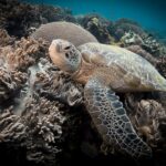 Close de uma tartaruga marinha descansando entre corais moles de lobos bege, com uma grande bola de coral atrás e a nadadeira dianteira aberta em primeiro plano.