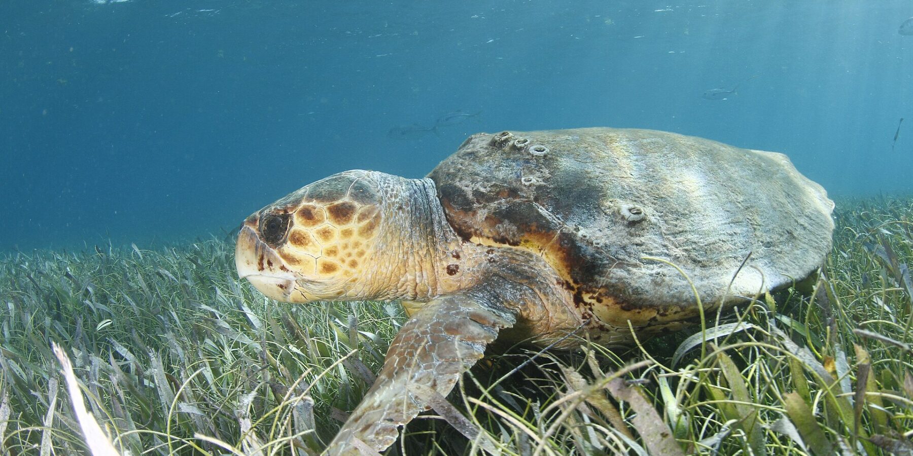 Uma tartaruga-cabeçuda de perfil acima de uma pradaria marinha, com a cabeça à esquerda: uma cabeça enorme coberta de escamas marrons contornadas de amarelo, um bico grosso, um casco marrom salpicado de cracas e uma nadadeira dianteira apoiada no capim