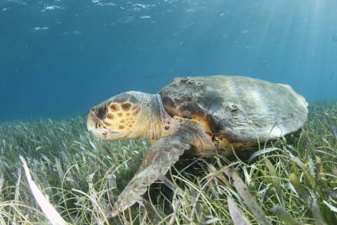Uma tartaruga-cabeçuda de perfil acima de uma pradaria marinha, com a cabeça à esquerda: uma cabeça enorme coberta de escamas marrons contornadas de amarelo, um bico grosso, um casco marrom salpicado de cracas e uma nadadeira dianteira apoiada no capim