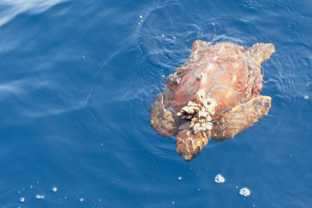 Uma tartaruga-cabeçuda jovem vista de cima na superfície de um mar azul, com a cabeça para a parte de baixo da imagem: um casco marrom-alaranjado de escudos bem desenhados, um cacho de cracas preso na frente, as nadadeiras abertas