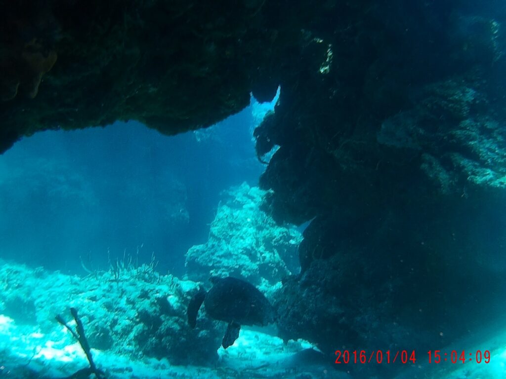 Uma tartaruga pousada na areia sob uma saliência de coral em Palancar, com gorgônias em primeiro plano e o azul atrás