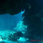 Uma tartaruga pousada na areia sob uma saliência de coral em Palancar, com gorgônias em primeiro plano e o azul atrás