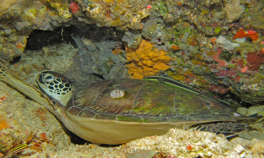 Uma tartaruga-verde deitada sob uma saliência do recife, com o casco marrom-esverdeado marcado por uma craca e uma rêmora listrada pousada em cima, diante de uma esponja amarela.