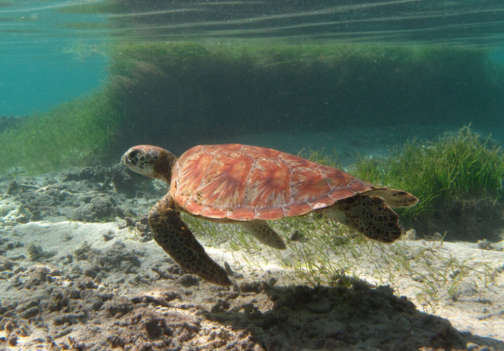 Uma tartaruga-verde jovem de casco alaranjado com estrias em leque nada rente à areia, diante de um banco de capim marinho, logo abaixo da superfície