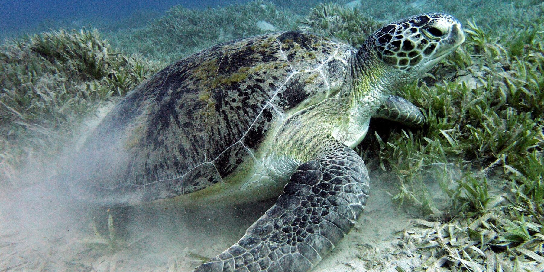 Uma tartaruga-verde pasta numa pradaria marinha sobre o fundo de areia, perto de Marsa Alam, no Mar Vermelho