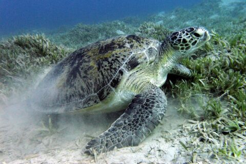 Uma tartaruga-verde pasta numa pradaria marinha sobre o fundo de areia, perto de Marsa Alam, no Mar Vermelho