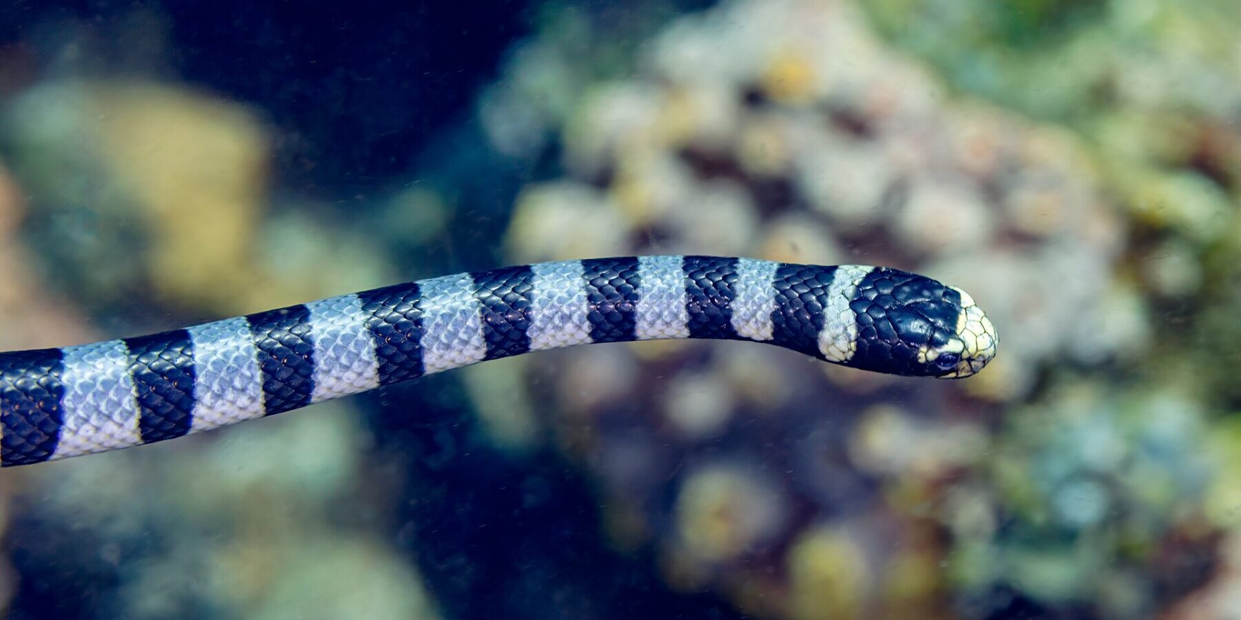 Uma cobra-marinha-listrada vista de perfil nada na horizontal diante de um recife desfocado, com a cabeça preta, o focinho e o lábio amarelo-claros e o corpo com anéis pretos e azul-acinzentados