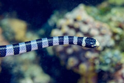 Uma cobra-marinha-listrada vista de perfil nada na horizontal diante de um recife desfocado, com a cabeça preta, o focinho e o lábio amarelo-claros e o corpo com anéis pretos e azul-acinzentados
