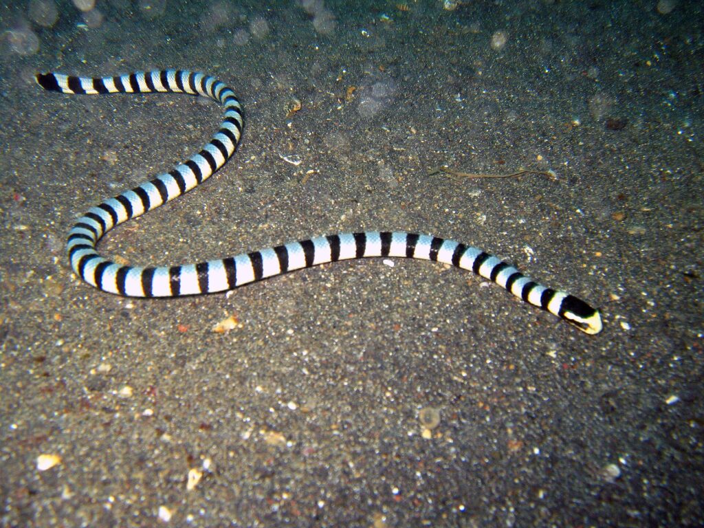 Uma cobra-marinha-listrada inteira estendida em S sobre uma areia vulcânica cinza-escura, da cauda no alto à esquerda até a cabeça preta de focinho amarelo à direita, com o corpo cercado de anéis pretos regulares sobre fundo branco-azulado