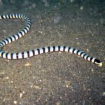 Uma cobra-marinha-listrada inteira estendida em S sobre uma areia vulcânica cinza-escura, da cauda no alto à esquerda até a cabeça preta de focinho amarelo à direita, com o corpo cercado de anéis pretos regulares sobre fundo branco-azulado