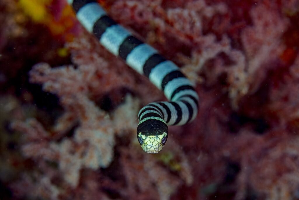 Uma cobra-marinha-listrada vista de frente avança para a câmera, com o alto da cabeça preto, o focinho e os lábios amarelo-claros entre os dois olhos e o corpo listrado de preto e azul-acinzentado atrás dela, diante de corais moles vermelhos desfocados
