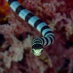 Uma cobra-marinha-listrada vista de frente avança para a câmera, com o alto da cabeça preto, o focinho e os lábios amarelo-claros entre os dois olhos e o corpo listrado de preto e azul-acinzentado atrás dela, diante de corais moles vermelhos desfocados
