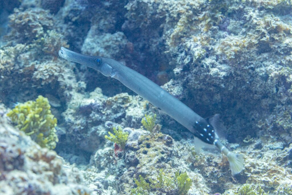 Um peixe-trombeta cinza-azulado de focinho longo e tubular desliza na diagonal acima de um recife rochoso coberto de algas verdes, com a parte de trás do corpo preta salpicada de pontos brancos