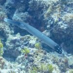 Um peixe-trombeta cinza-azulado de focinho longo e tubular desliza na diagonal acima de um recife rochoso coberto de algas verdes, com a parte de trás do corpo preta salpicada de pontos brancos