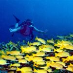Visto de frente, um mergulhador de braços abertos plana sobre um denso cardume de vermelhos amarelos listrados de azul que cobre o recife, numa água azul profunda.