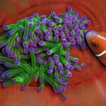 Close de uma anêmona de tentáculos verdes com ponta roxa, enrolada nas dobras vermelho-alaranjadas da sua coluna, da qual um peixe-palhaço rosa com listra branca se aproxima pela direita