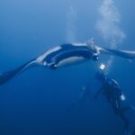 Uma manta oceânica, de asas abertas, plana de frente para um mergulhador que a ilumina com a lanterna, com uma rêmora nas costas negras de ombros brancos e bolhas subindo no azul.