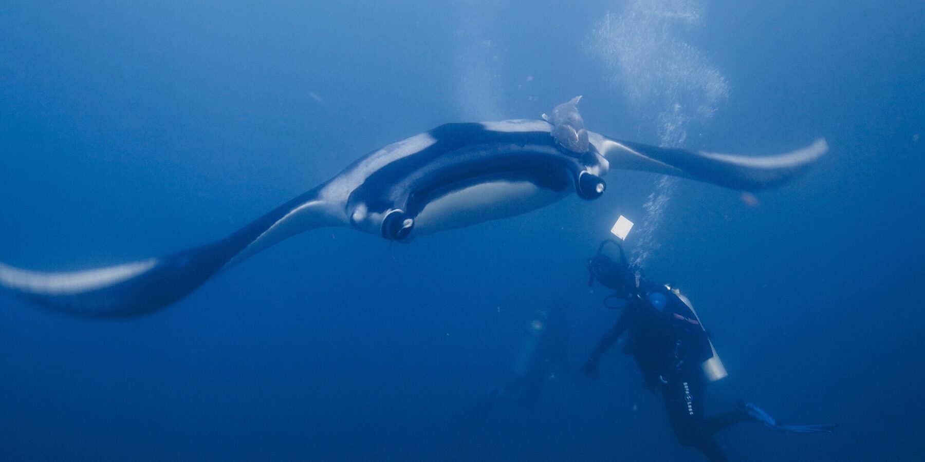 Uma manta oceânica, de asas abertas, plana de frente para um mergulhador que a ilumina com a lanterna, com uma rêmora nas costas negras de ombros brancos e bolhas subindo no azul.