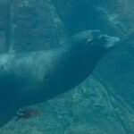 Um leão-marinho-da-califórnia nada de perfil numa água verde, de corpo fusiforme e vibrissas brancas, acima de um fundo rochoso onde passam peixinhos