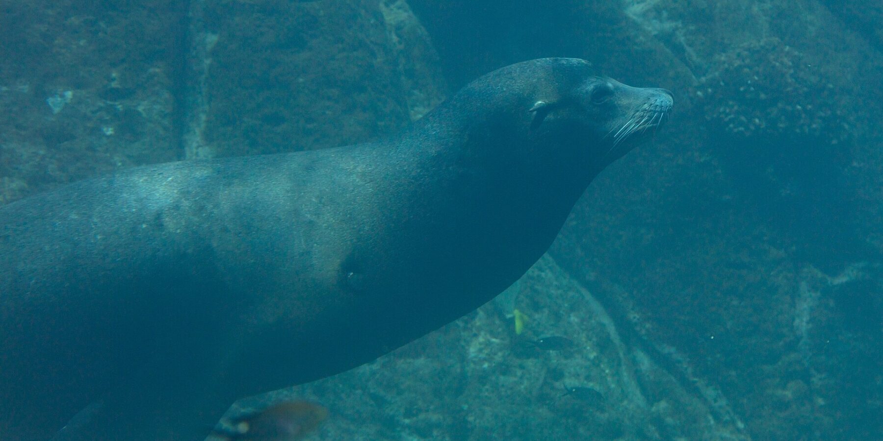 Um leão-marinho-da-califórnia nada de perfil numa água verde, de corpo fusiforme e vibrissas brancas, acima de um fundo rochoso onde passam peixinhos
