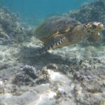 Uma tartaruga marinha de bico estreito e curvo nada sobre um fundo de areia e corais ramificados, na água clara e rasa da lagoa
