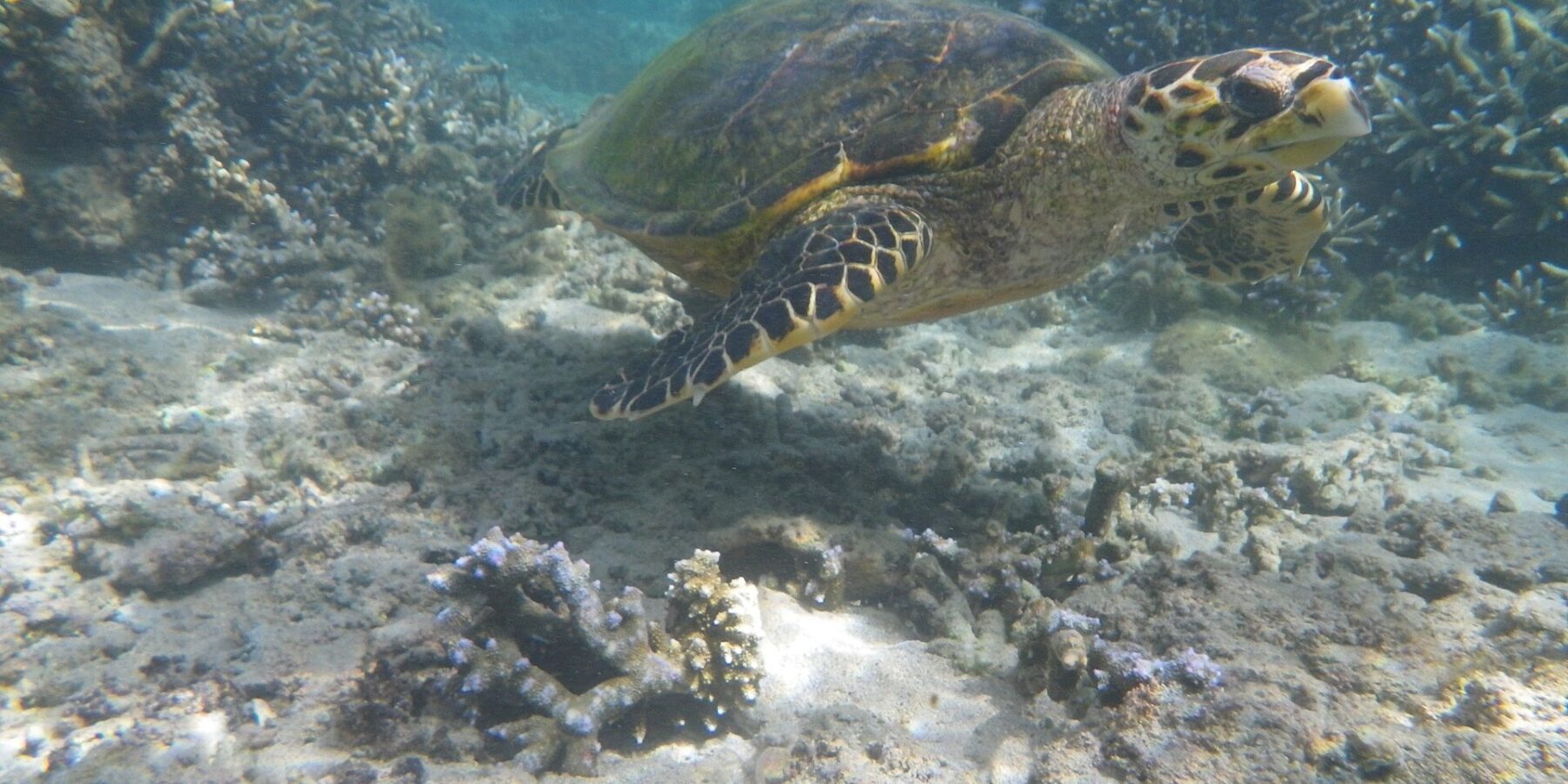Uma tartaruga marinha de bico estreito e curvo nada sobre um fundo de areia e corais ramificados, na água clara e rasa da lagoa