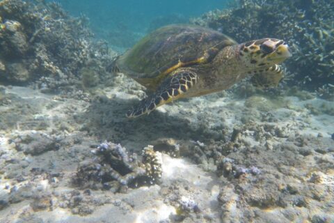 Uma tartaruga marinha de bico estreito e curvo nada sobre um fundo de areia e corais ramificados, na água clara e rasa da lagoa