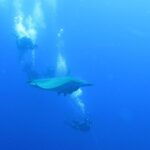 Uma raia-mobula passa entre mergulhadores presos ao cabo do barco, no azul profundo do Banco Princesa Alice