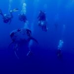 Um tubarão-baleia pintado, visto de frente, nada no azul profundo, cercado por uma dezena de mergulhadores cujas bolhas sobem para a superfície.