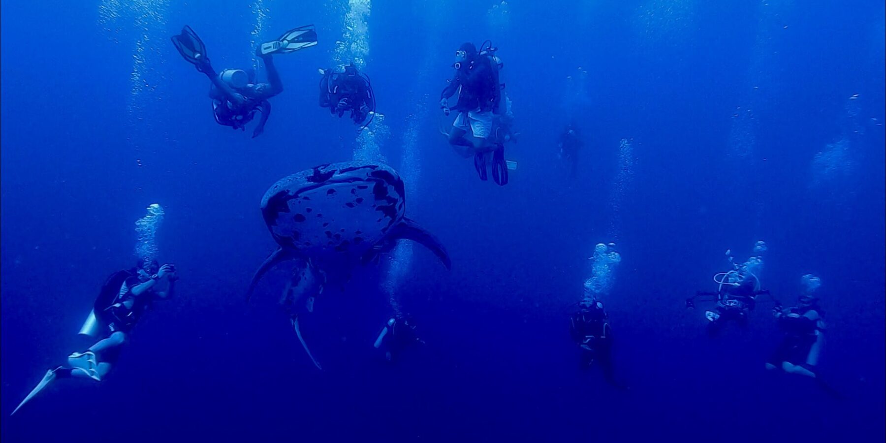 Um tubarão-baleia pintado, visto de frente, nada no azul profundo, cercado por uma dezena de mergulhadores cujas bolhas sobem para a superfície.