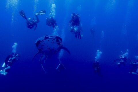 Um tubarão-baleia pintado, visto de frente, nada no azul profundo, cercado por uma dezena de mergulhadores cujas bolhas sobem para a superfície.