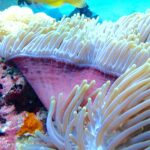Uma anêmona-do-mar de tentáculos brancos erguidos e base rosa, com um mergulhador de nadadeiras amarelas desfocado ao fundo, no canal de Njao