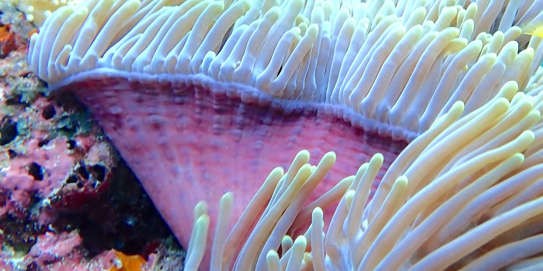 Uma anêmona-do-mar de tentáculos brancos erguidos e base rosa, com um mergulhador de nadadeiras amarelas desfocado ao fundo, no canal de Njao