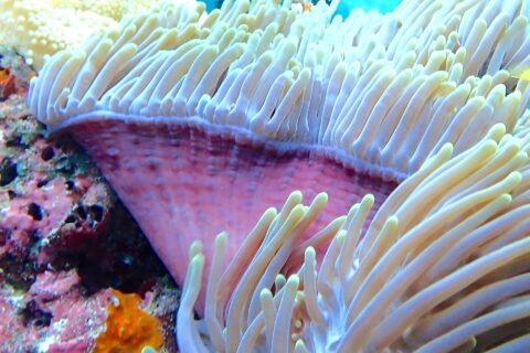 Uma anêmona-do-mar de tentáculos brancos erguidos e base rosa, com um mergulhador de nadadeiras amarelas desfocado ao fundo, no canal de Njao