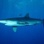 Um tubarão-azul de corpo fusiforme nada logo abaixo da superfície com dois peixes-piloto listrados, no Banco Condor