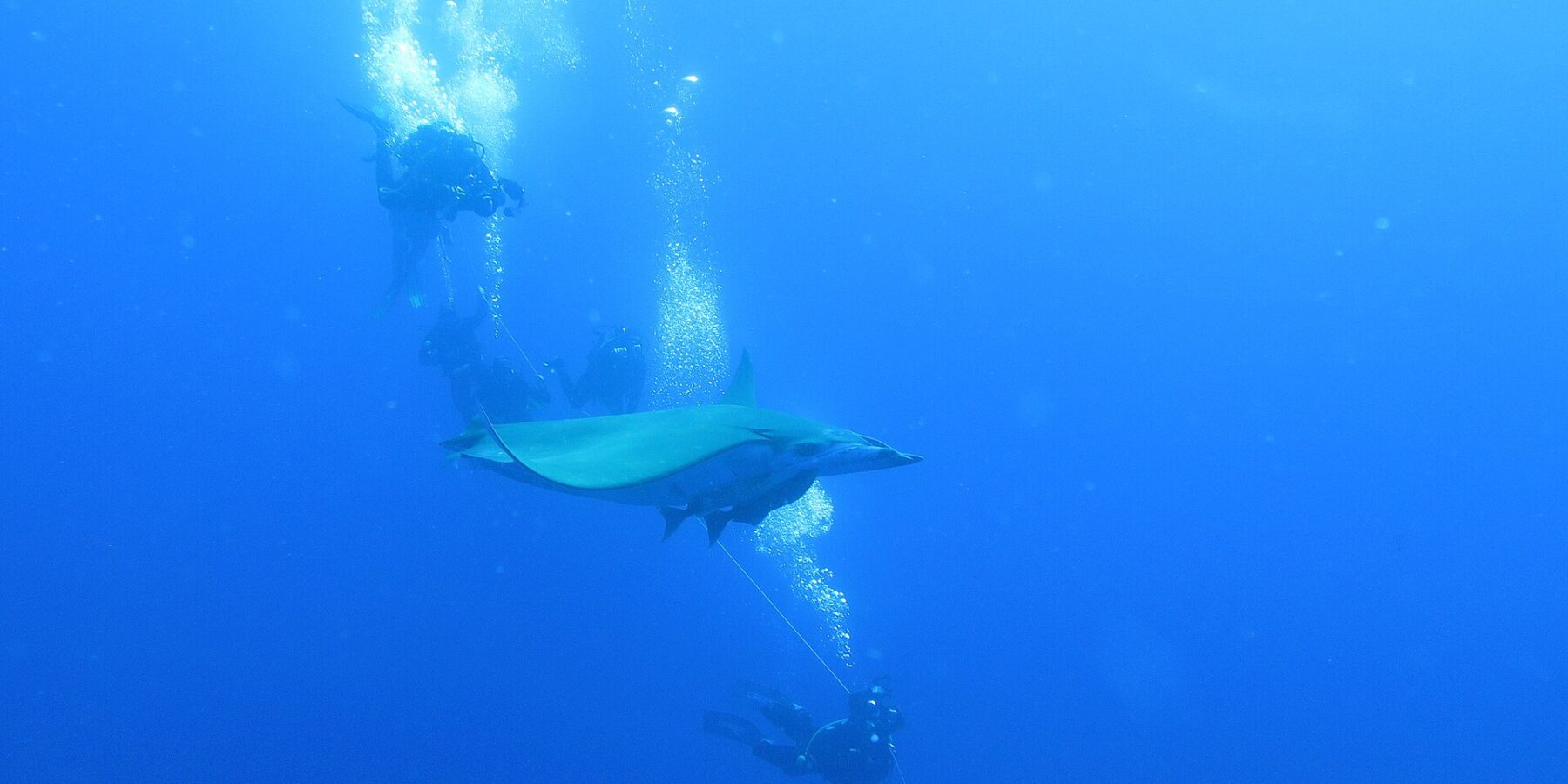 Uma raia-mobula passa entre mergulhadores presos ao cabo do barco, no azul profundo do Banco Princesa Alice