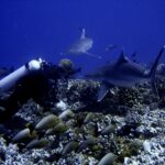 Um mergulhador rente a um fundo de corais vê dois tubarões passarem bem perto dele, acima de um cardume de peixes cinza de cauda amarela, em água azul profundo
