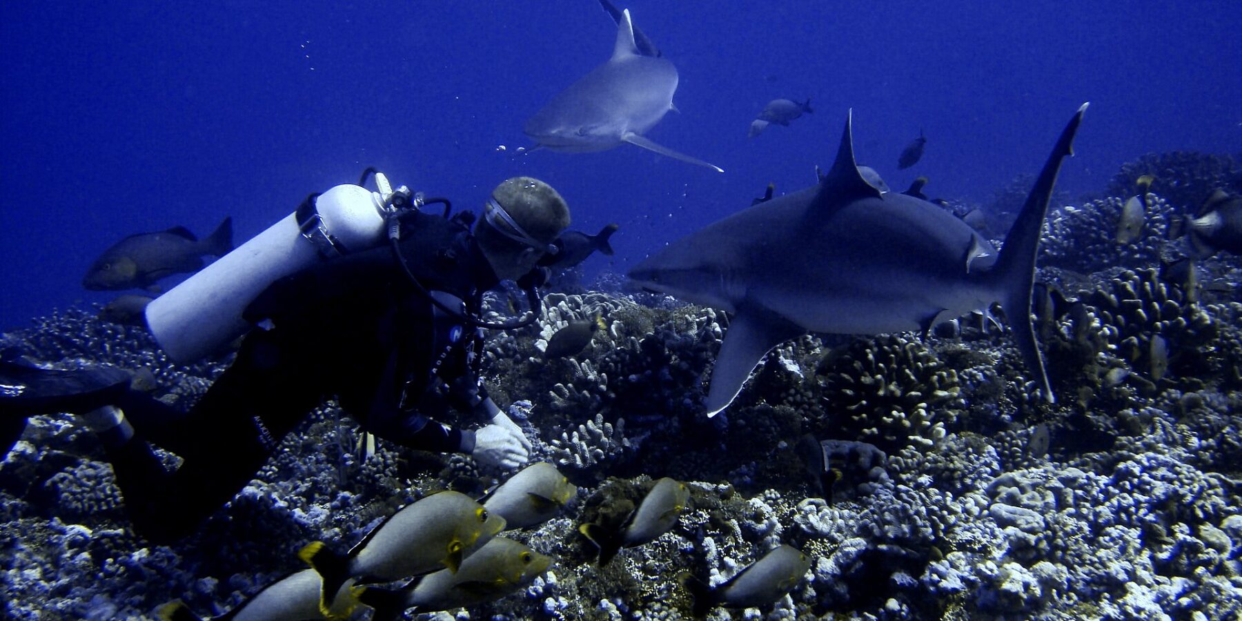 Um mergulhador rente a um fundo de corais vê dois tubarões passarem bem perto dele, acima de um cardume de peixes cinza de cauda amarela, em água azul profundo
