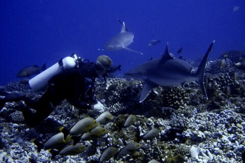 Um mergulhador rente a um fundo de corais vê dois tubarões passarem bem perto dele, acima de um cardume de peixes cinza de cauda amarela, em água azul profundo