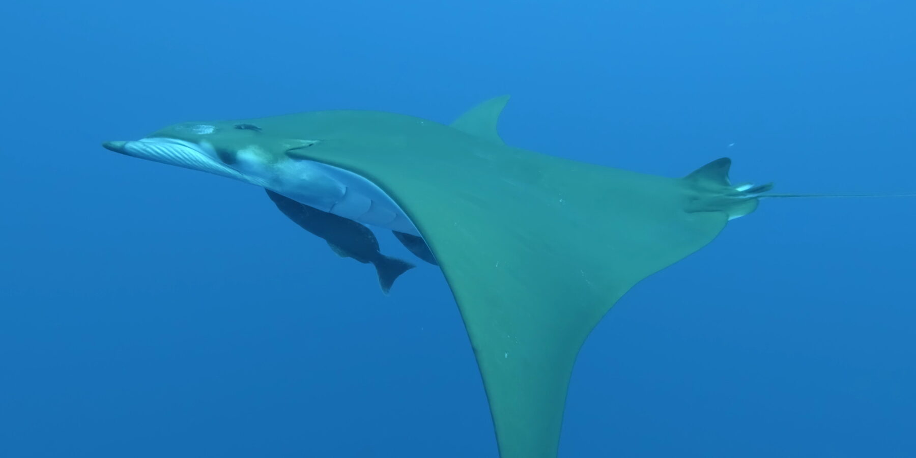 Uma raia-mobula vista de lado nada para a esquerda, dorso verde-oliva e ventre branco, duas rêmoras grudadas sob o corpo e a nadadeira em forma de foice apontada para baixo, num azul límpido